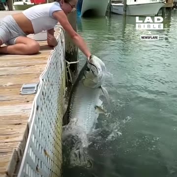 Little girl feeds a giant tarpon by hand