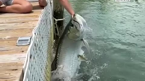 Little girl feeds a giant tarpon by hand