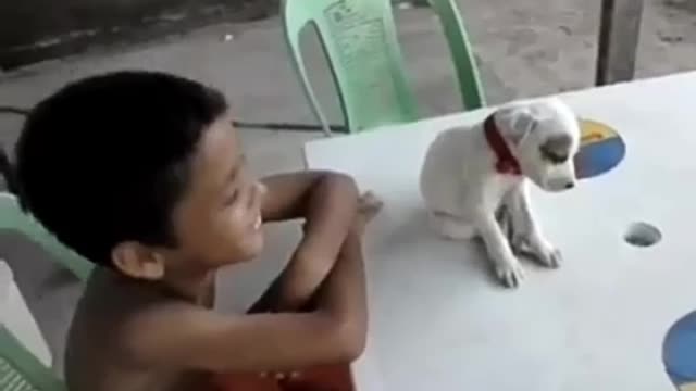 Puppy sleeps while listening to music / funny animals