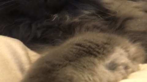 Cat attacks owner when camera is in his face