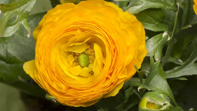 Yellow blooming flower 4k video| nature beauty.