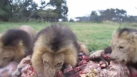 3 fierce and hungry lions