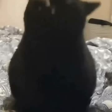 Kitty got them moves!