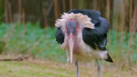 Marabou Stork_ Lord of Fire and Death