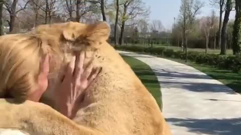 Lions hugging a girl