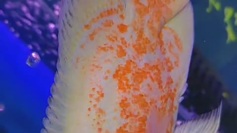 Beautiful fish