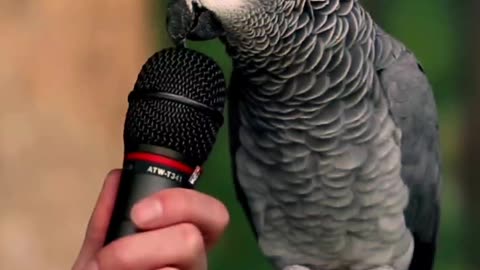 Talking Parrot