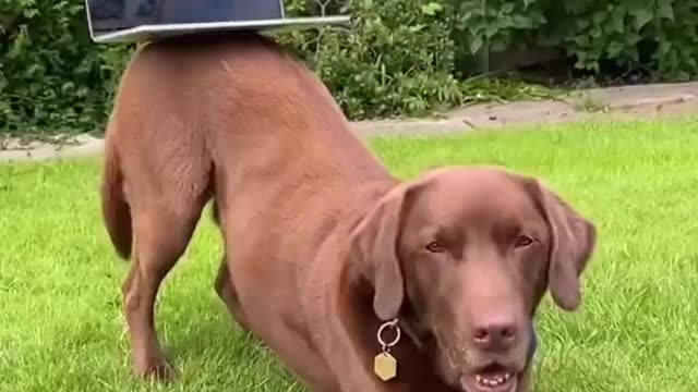 This dog can balance anything on its butt