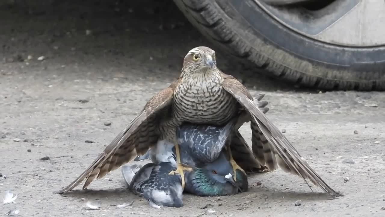 Sparrow Hawk Dominates & Pinches The Feathers Of Pigeon