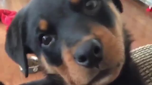 Click in to see the puppy shaking his head