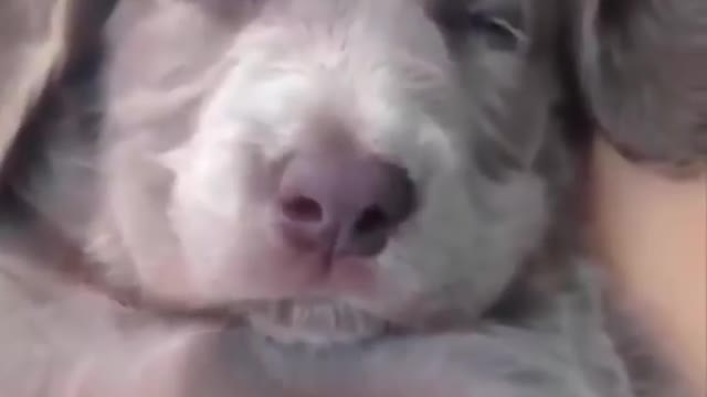 Super Funny Animal Compilation -- Enjoy!