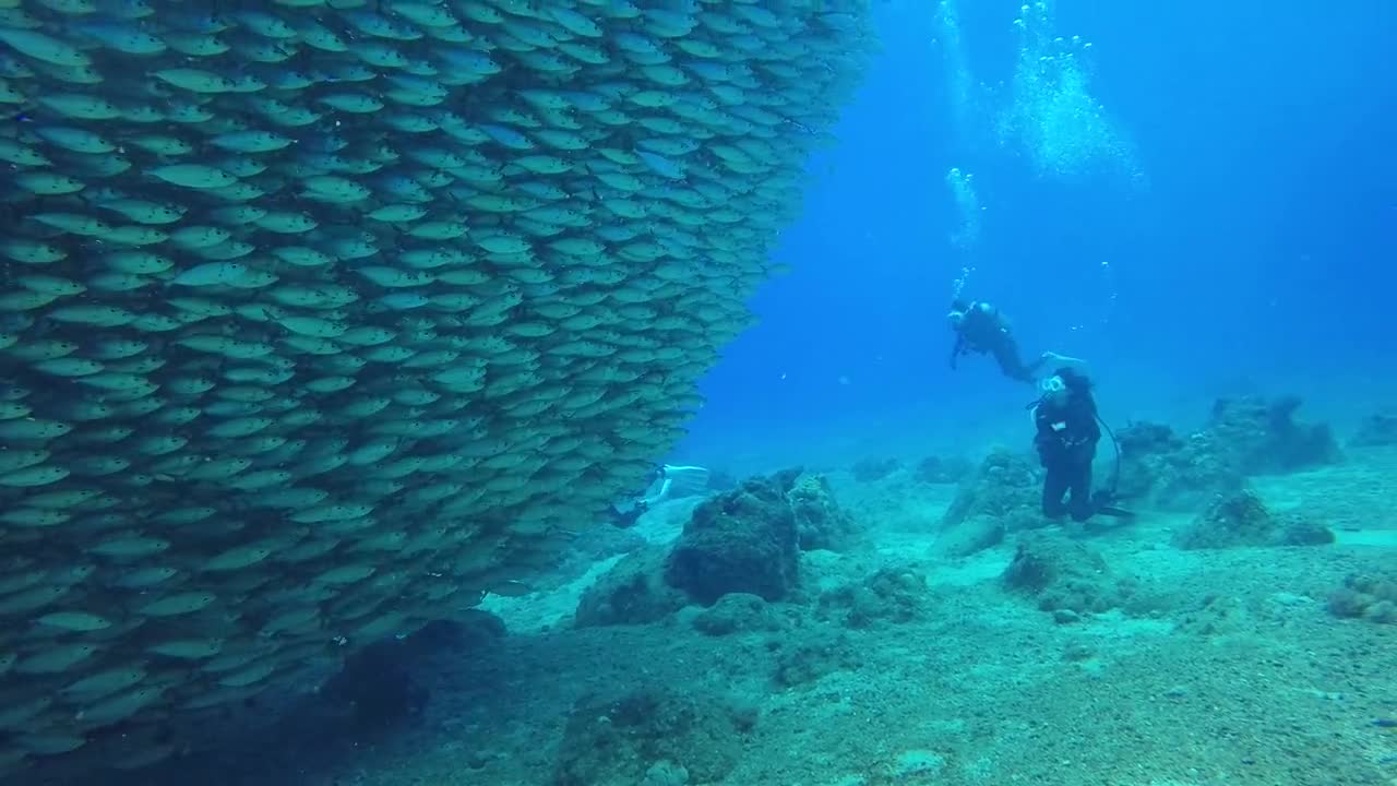 People Swimming Underwater Near a School of Fish