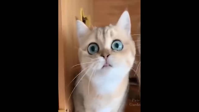 Funny Animals! Funny Cats! Funny Videos! # Shorts