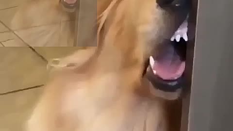 This dog needs to have his expressions managed