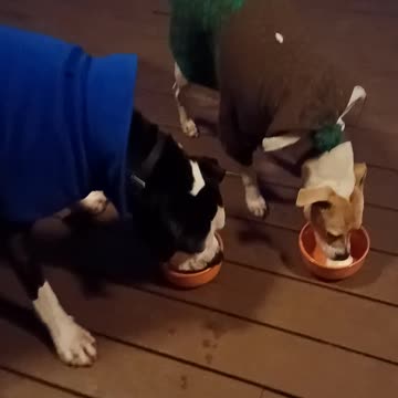 Doggie Birthday Ice Cream