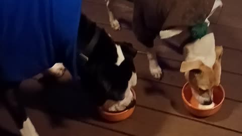 Doggie Birthday Ice Cream