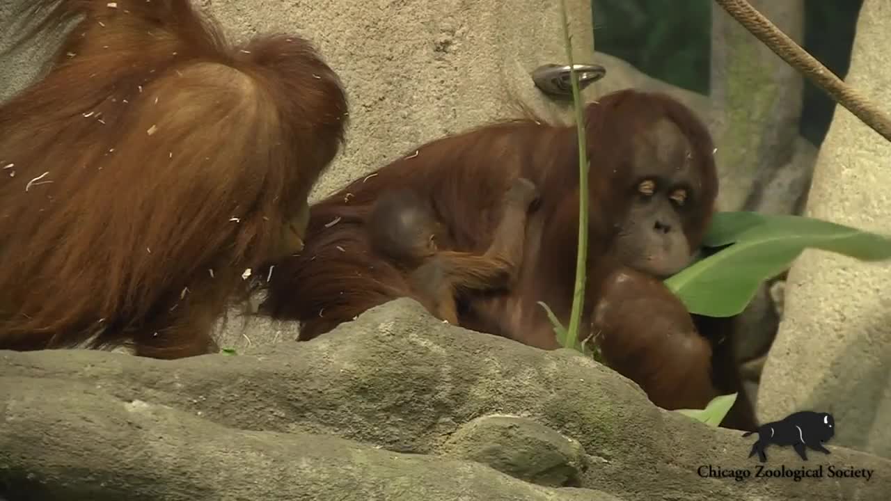 Baby orangutan starts his new life