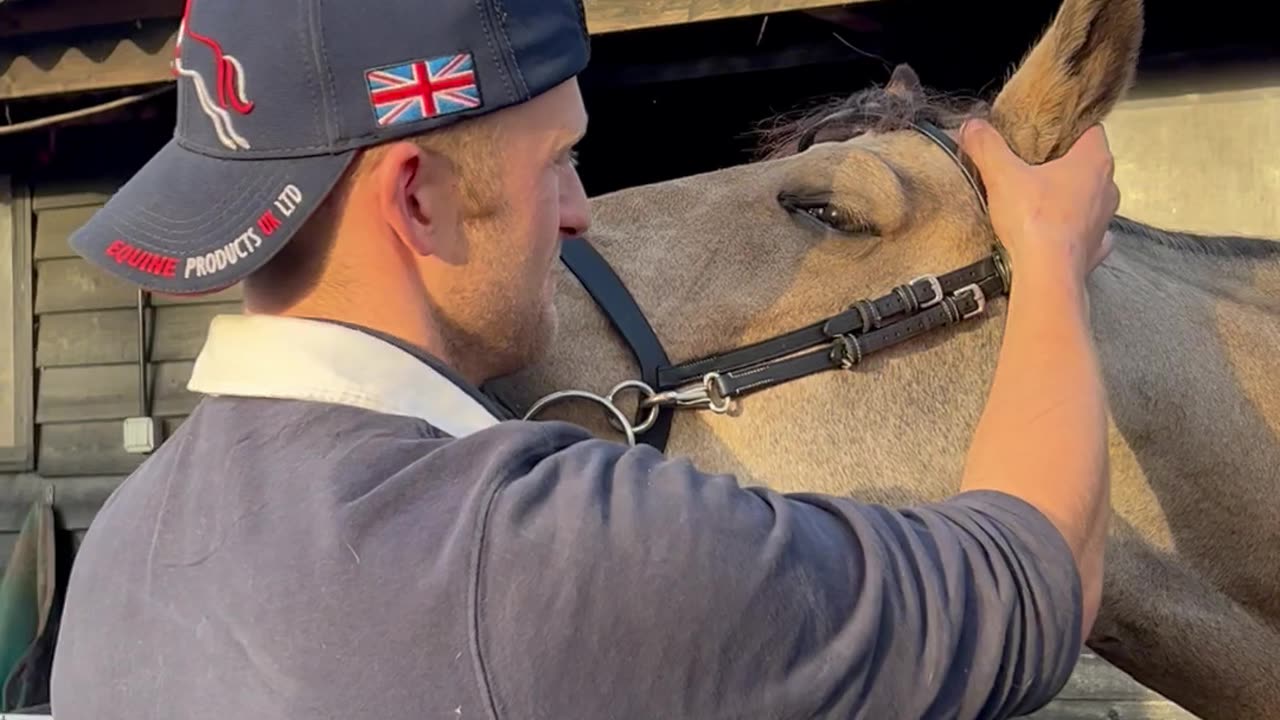 Horse Enjoys a Head Massage