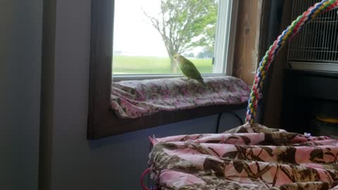 Birds just wanna have fun.