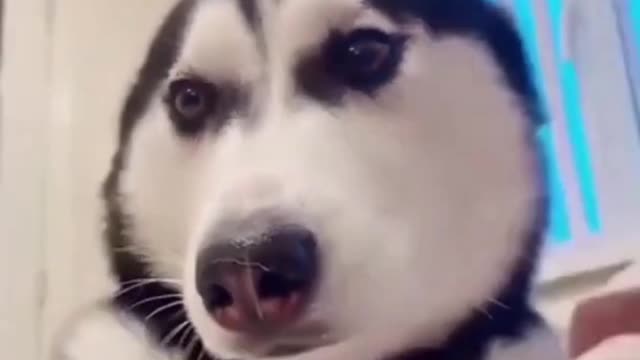 🤣 Try Not To LAUGH 2021 | Awesome Hilarious Dog Videos