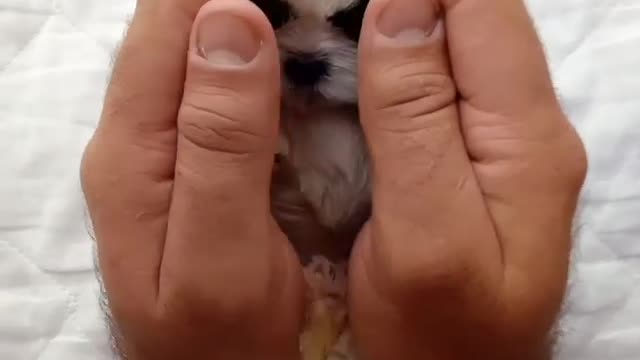 Cute small dog ❤️🤗