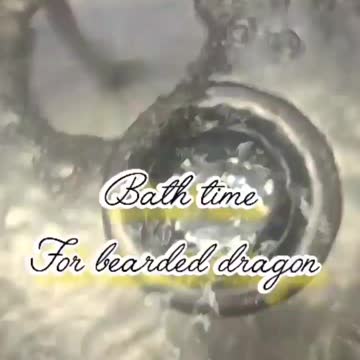 Bearded dragon bath