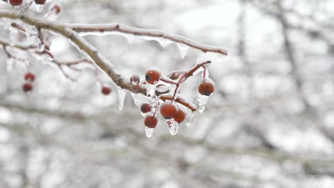 Snow falling beautiful views in winter season