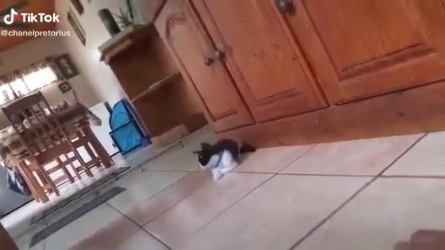 Cat vs tiger 😂😂🐱‍👤🙀