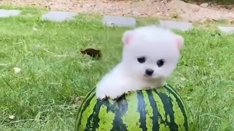 PUPPY IN WATERMELON