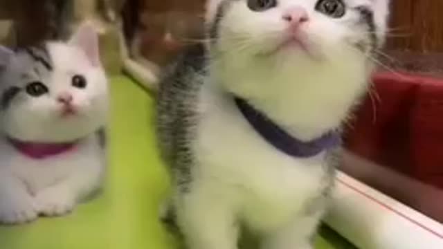 Cute cat and funny videos