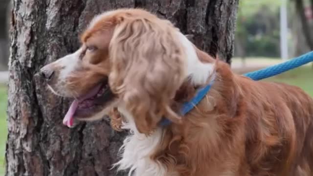 IMPOSSIBLE TO HOLD YOUR LAUGH - Best FUNNY DOG Videos