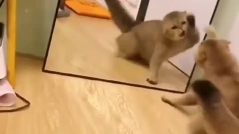 A cat sees itself in the mirror, watch what he did