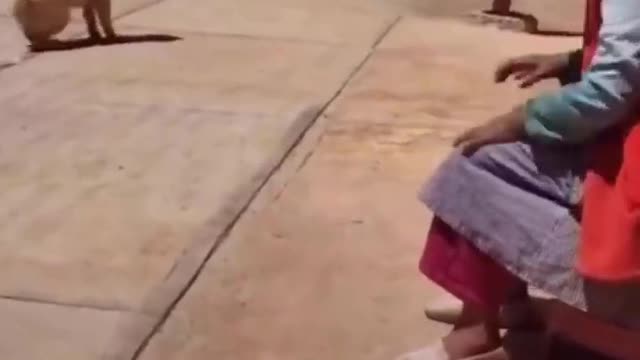 Two dog prank another dog