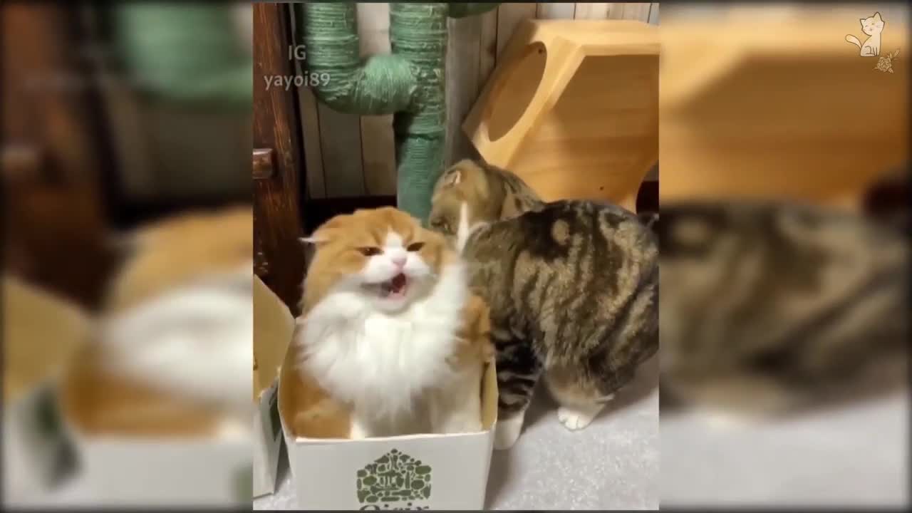 Funny Cats