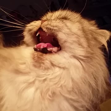 Cat begging for mercy will make your wanna cry