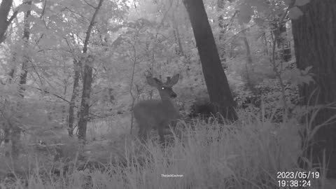 Jack's Trail Camera -- Episode 68