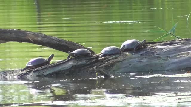 316 Toussaint Wildlife - Oak Harbor Ohio - Learn The Lesson Of Relaxing