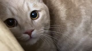 Kitty Sticks His Tongue Out During Playtime