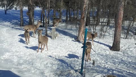 So many deer!