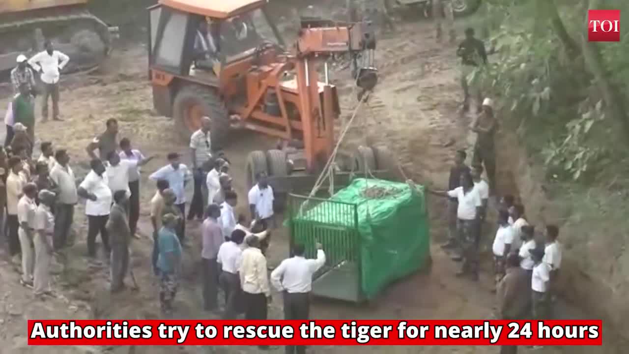 Tiger died after failed rescue mission