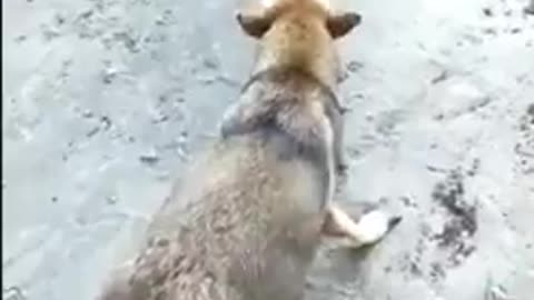 funny home Chicken VS Dog Fight