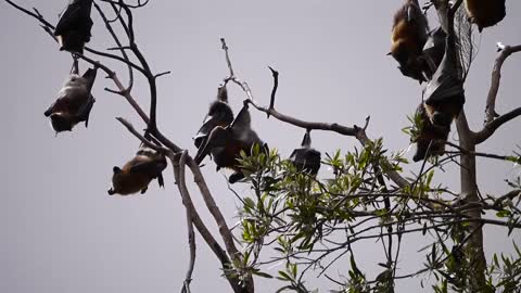 There are many bats hanging on the tree