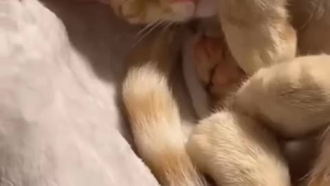 CUTE FUNNY ANIMAL VIDEO JUST FOR YOU 😂😂