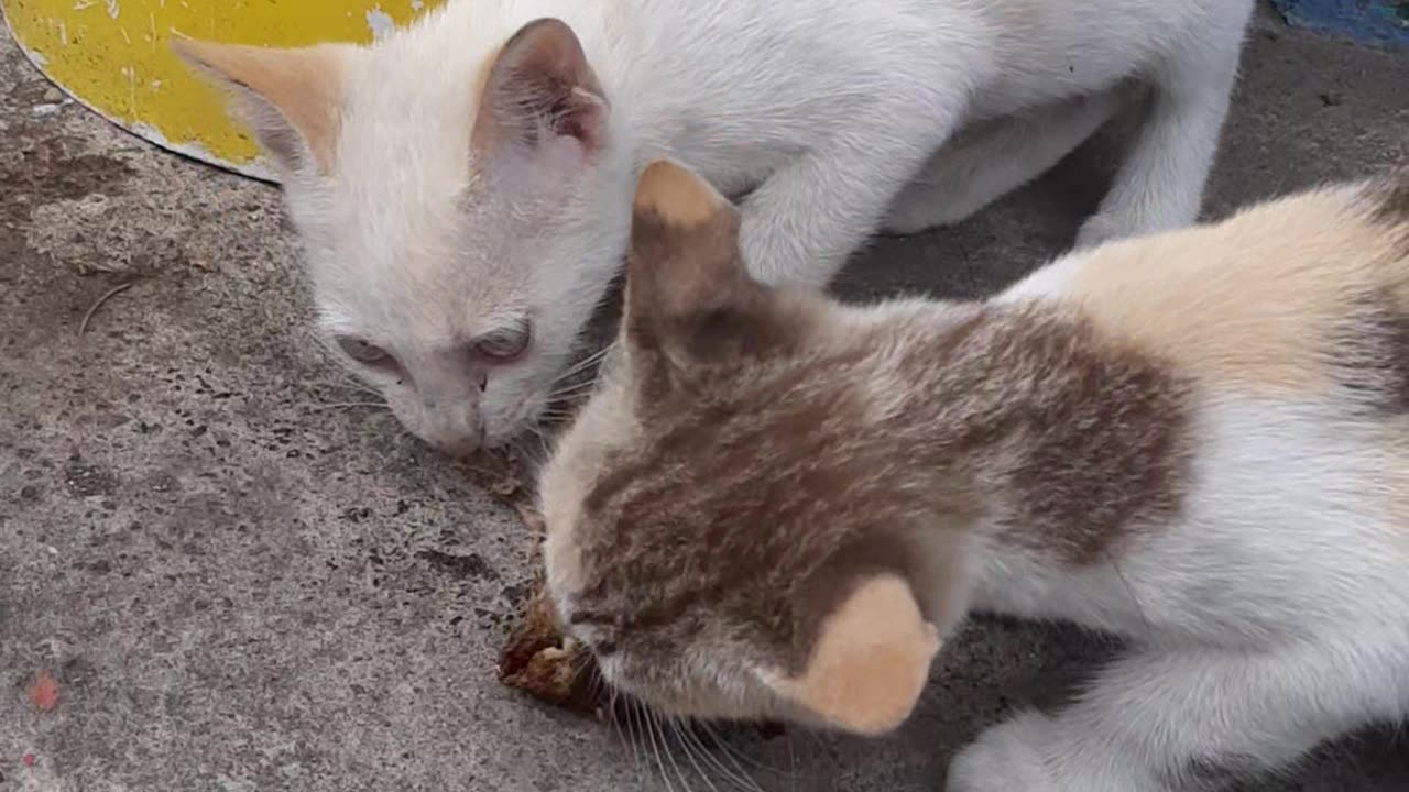 2 little kitten fight for fish