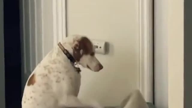 Dog Plays Some Piano in His Dog Bed