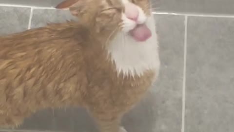 Tha cats rain masti