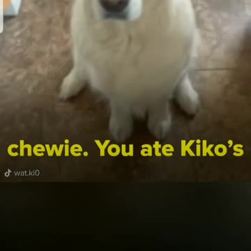 Dogs says he is sorry for eating a chewy