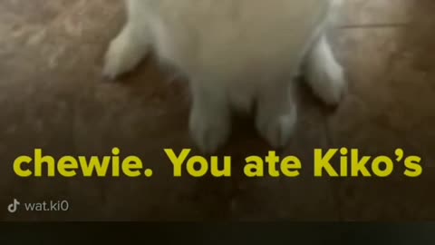 Dogs says he is sorry for eating a chewy