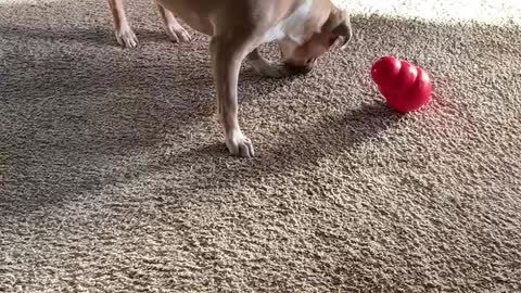 Dog Versus Kong Toy (2)