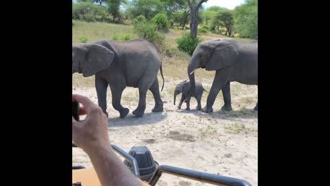 Tanzania Trip April 2019: California Crew